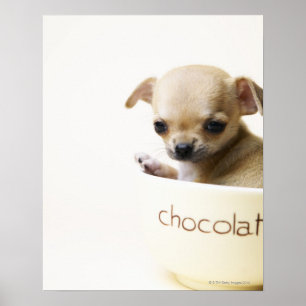 Póster Filhote de cachorro da chihuahua na bacia