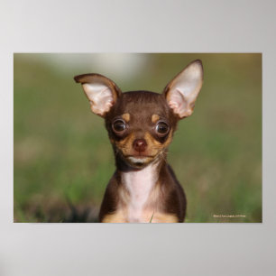Póster Filhote de cachorro da chihuahua que olha a câmer