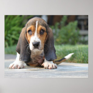 Póster Filhote de cachorro de Basset Hound