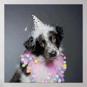 Póster Filhote de cachorro de border collie que veste o