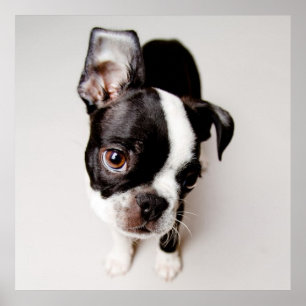 Poster Filhote de cachorro de Edison Boston Terrier