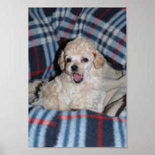 Poster Filhote de cachorro de fala da caniche de