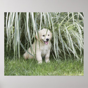 Poster Filhote de cachorro de Goldendoodle que senta-se