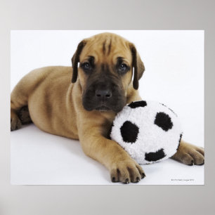 Poster Filhote de cachorro de great dane com a bola de