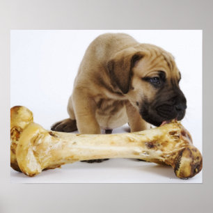 Poster Filhote de cachorro de great dane com o osso no
