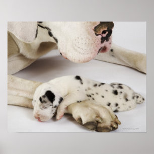 Póster Filhote de cachorro de great dane do Harlequin que