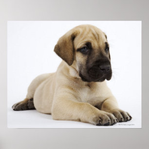 Póster Filhote de cachorro de great dane que encontra-se
