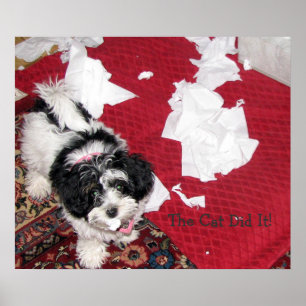 Póster Filhote de cachorro de Havanese