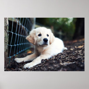 Póster Filhote de cachorro de Labrador que joga no jardim