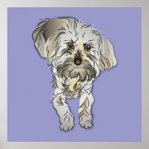 Póster Filhote de cachorro de Maltipoo