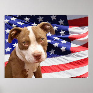 Póster Filhote de cachorro de Pitbull do americano