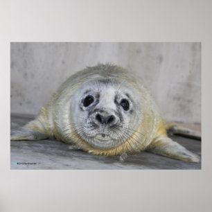 Poster Filhote de cachorro de selo cinzento