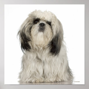 Poster Filhote de cachorro de Terrier tibetano