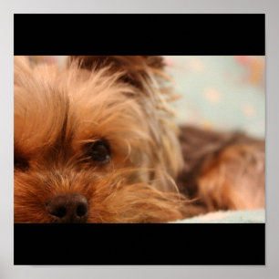 Poster Filhote de cachorro de Yorkshire do Teacup
