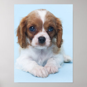 Poster Filhote de cachorro descuidado do Spaniel de rei