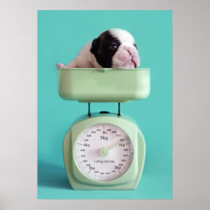 Póster Filhote de cachorro do buldogue francês
