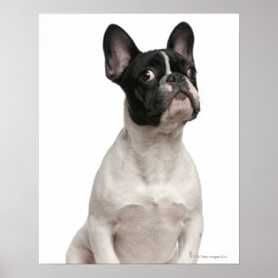 Póster Filhote de cachorro do buldogue francês (5 meses