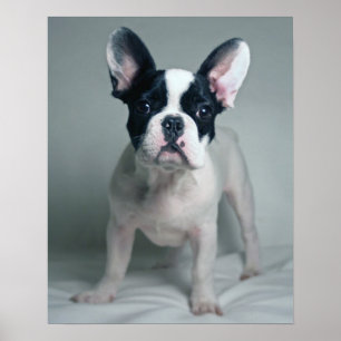 Póster Filhote de cachorro do buldogue francês na atenç