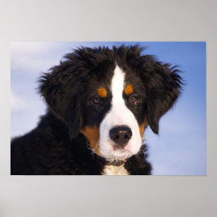 Póster Filhote de cachorro do cão de montanha de Bernese