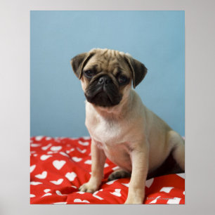 Poster Filhote de cachorro do coração do Pug