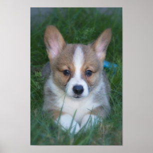 Póster Filhote de cachorro do Corgi
