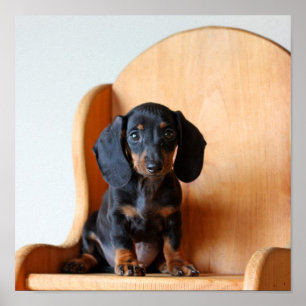 Póster Filhote de cachorro do Dachshund