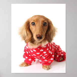 Poster Filhote de cachorro do Dachshund que veste o