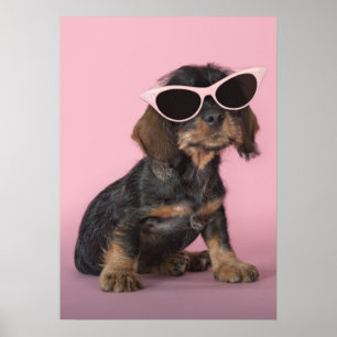 Póster Filhote de cachorro do Dachshund que veste óculos