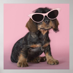 Póster Filhote de cachorro do Dachshund que veste óculos