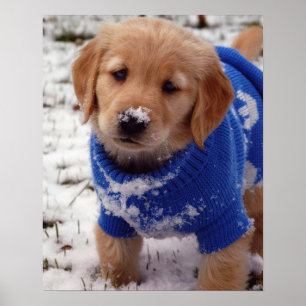 Póster Filhote de cachorro do golden retriever