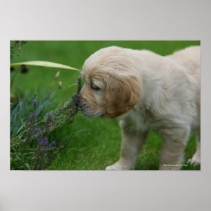 Póster Filhote de cachorro do golden retriever