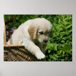 Poster Filhote de cachorro do golden retriever na cesta