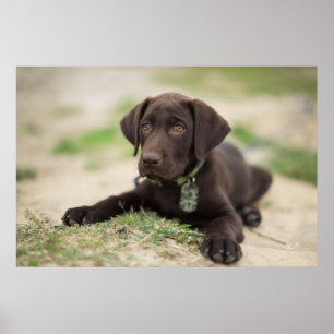 Póster Filhote de cachorro do laboratório do chocolate