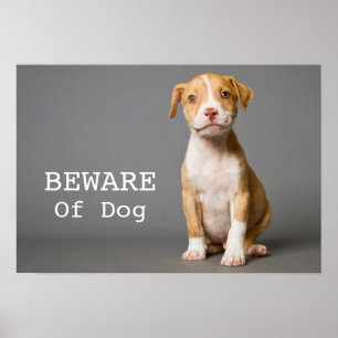 Póster Filhote de cachorro do pitbull
