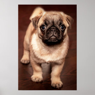 Póster Filhote de cachorro do Pug