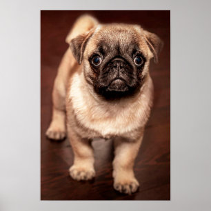 Póster Filhote de cachorro do Pug