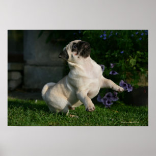 Poster Filhote de cachorro do Pug da jovem corça