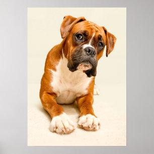 Póster Filhote de cachorro do pugilista no contexto do