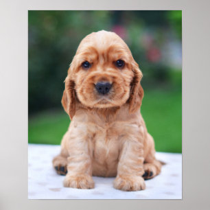 Póster Filhote de cachorro do Spaniel de Coker