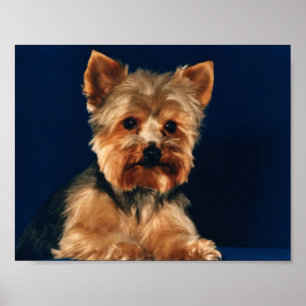 Póster Filhote de cachorro do yorkshire terrier