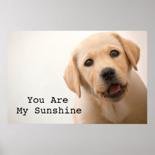 Póster Filhote de cachorro dourado de Labrador