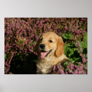 Póster Filhote de cachorro dourado de Retreiver