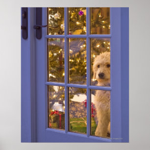 Poster Filhote de cachorro dourado do Doodle que olha