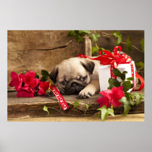 Póster Filhote de cachorro e caixa de presente do Pug