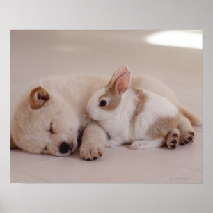 Póster Filhote de cachorro e coelho