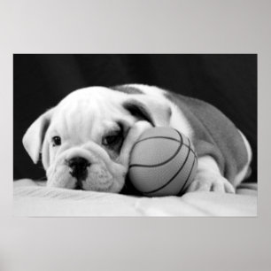 Poster Filhote de cachorro inglês do basquetebol do