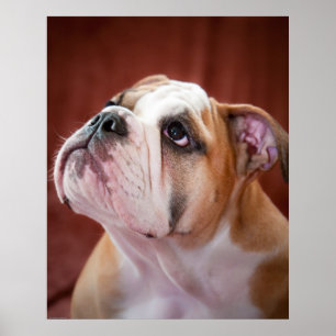 Póster Filhote de cachorro inglês do buldogue