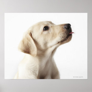 Poster Filhote de cachorro louro de Labrador que cola