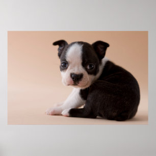Póster Filhote de cachorro muito novo de Boston Terrier