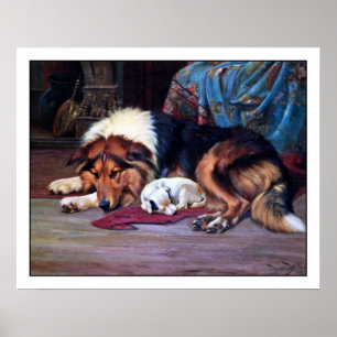Póster Filhote de cachorro órfão e um Collie - pelo